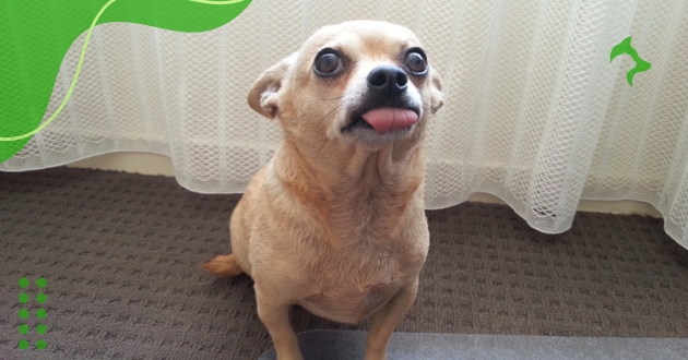 Chihuahua Chihuahua