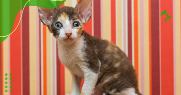 Cornish Rex Cornish Rex