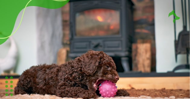 Poodle Miniatura Poodle Miniatura