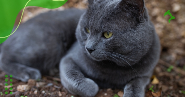 Russian Blue Russian Blue