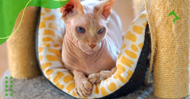 Sphynx Sphynx