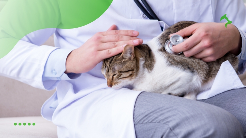Consultas Veterinárias Regulares Consultas Veterinárias Regulares