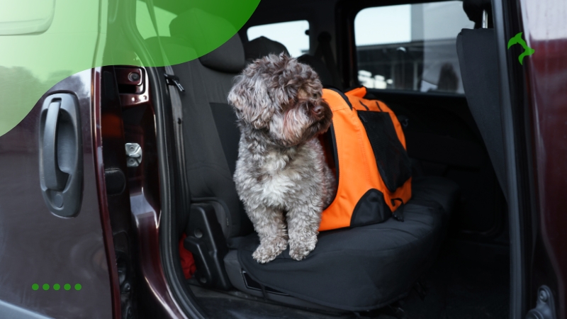 Dicas para viagem com animais de estimação de carro Dicas para viagem com animais de estimação de carro
