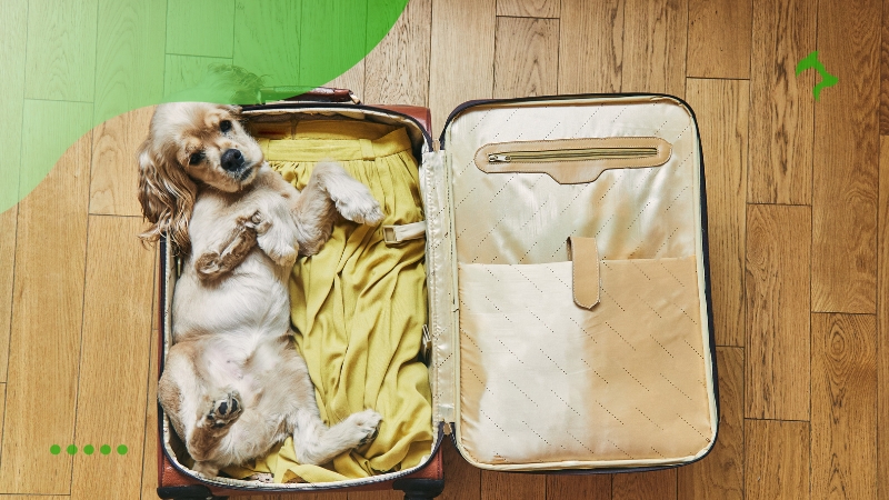 Faça as Malas para Seu Pet Faça as Malas para Seu Pet