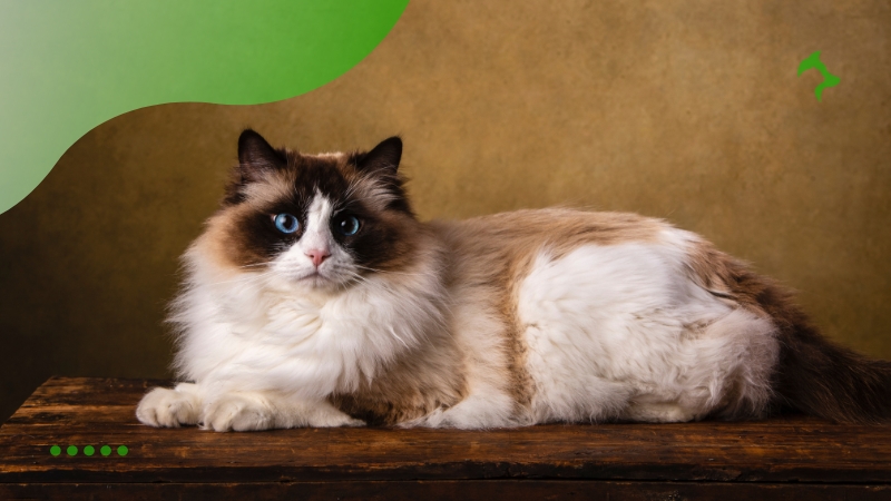 Ragdoll Raças de Gatos Mais Populares Ragdoll Raças de Gatos Mais Populares
