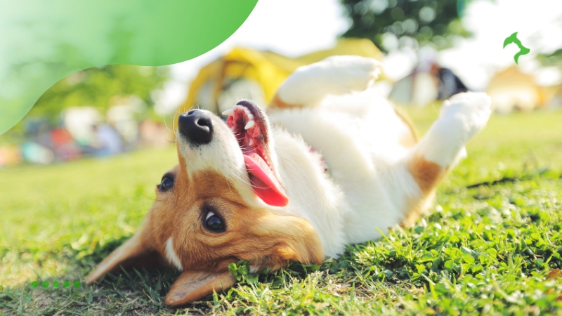 Tempo disponível para cuidados com seu Cachorro Tempo disponível para cuidados com seu Cachorro