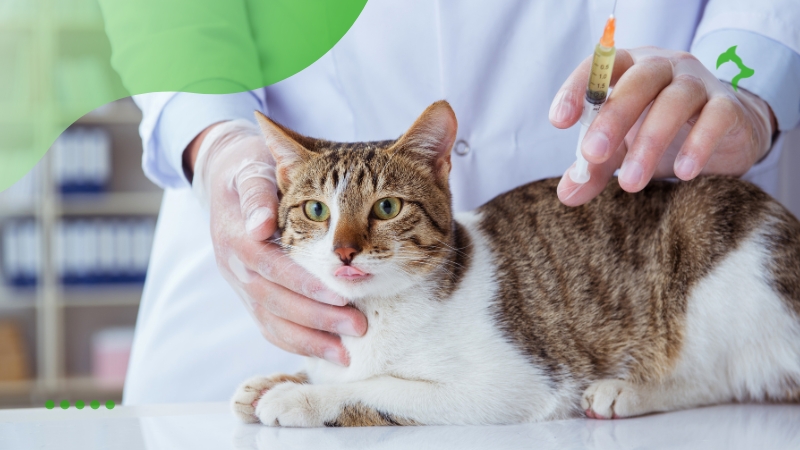 Prevenção de Doenças em Gatos Domésticos Prevenção de Doenças em Gatos Domésticos