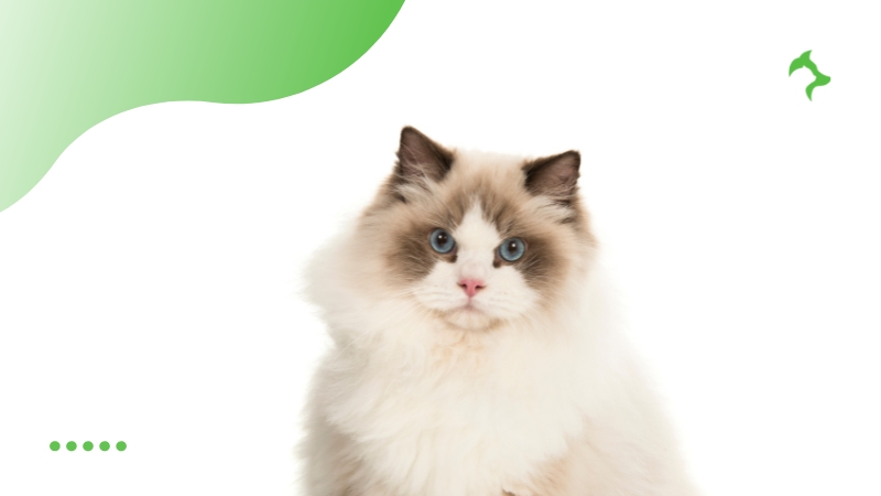 Ragdoll Ragdoll