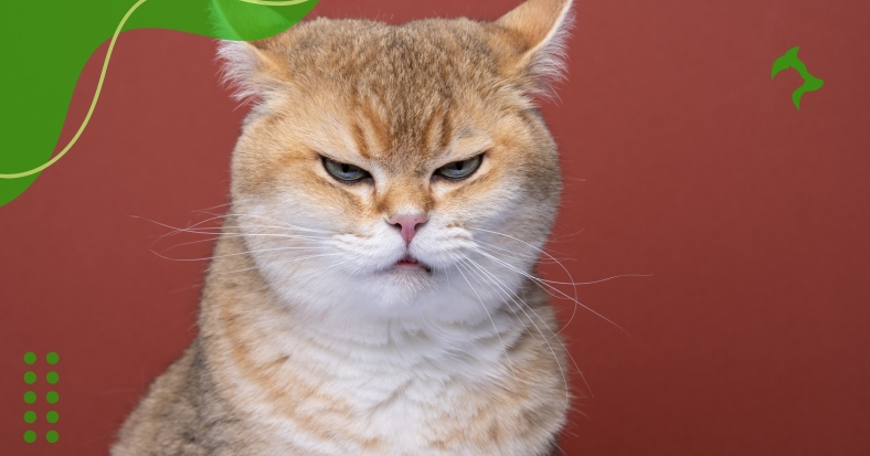 Como Identificar Sinais de Estresse em Gatos no Dia a Dia