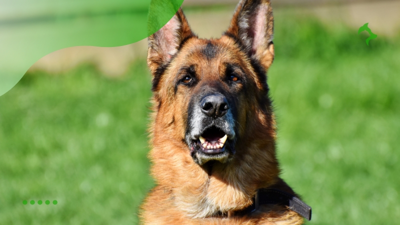Quais são as Raças de Cães Grandes e suas Necessidades Quais são as Raças de Cães Grandes e suas Necessidades