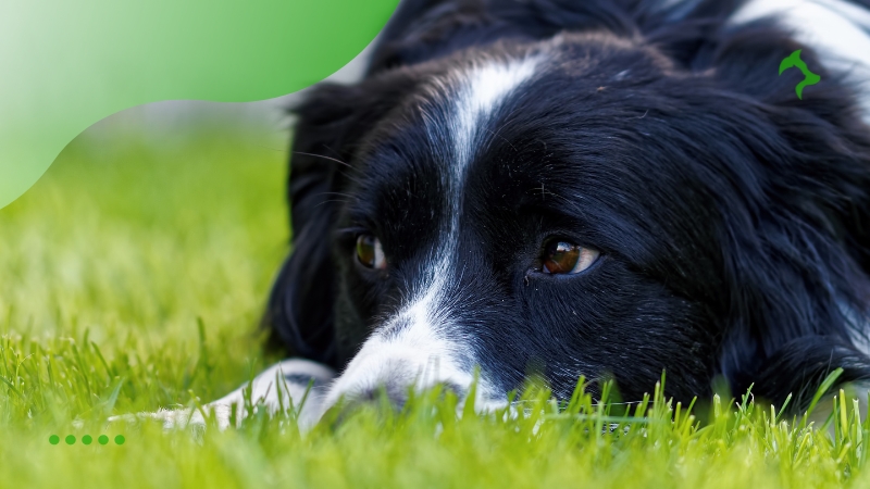 5 Principais Raças de Cães mais Inteligentes com Rápido Aprendizado 5 Principais Raças de Cães mais Inteligentes com Rápido Aprendizado