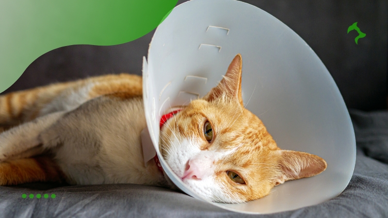 Cuidados Pós-operatórios Essenciais para Gatos Recém Castrados Cuidados Pós-operatórios Essenciais para Gatos Recém Castrados
