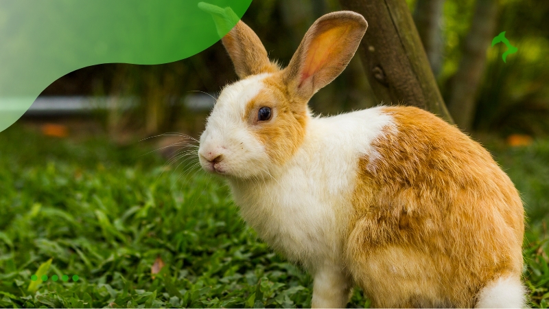 Dicas Essenciais para Higiene de Coelhos Domésticos Dicas Essenciais para Higiene de Coelhos Domésticos