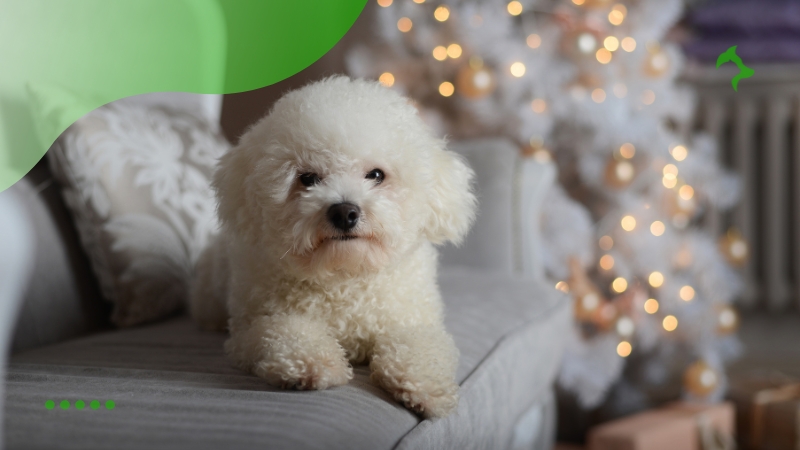 Principais Raças de Cães Hipoalergênicos Populares Principais Raças de Cães Hipoalergênicos Populares