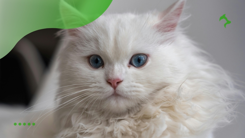 Principais Raças de Gatos com Pelos Longos mais Famosas e Elegantes Principais Raças de Gatos com Pelos Longos mais Famosas e Elegantes