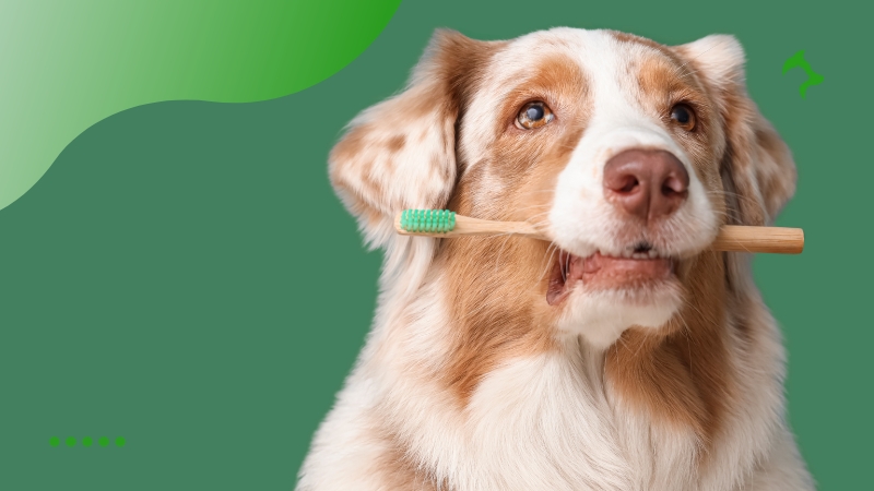 Melhores Dicas para Higiene Bucal de Pets no Dia a Dia Melhores Dicas para Higiene Bucal de Pets no Dia a Dia