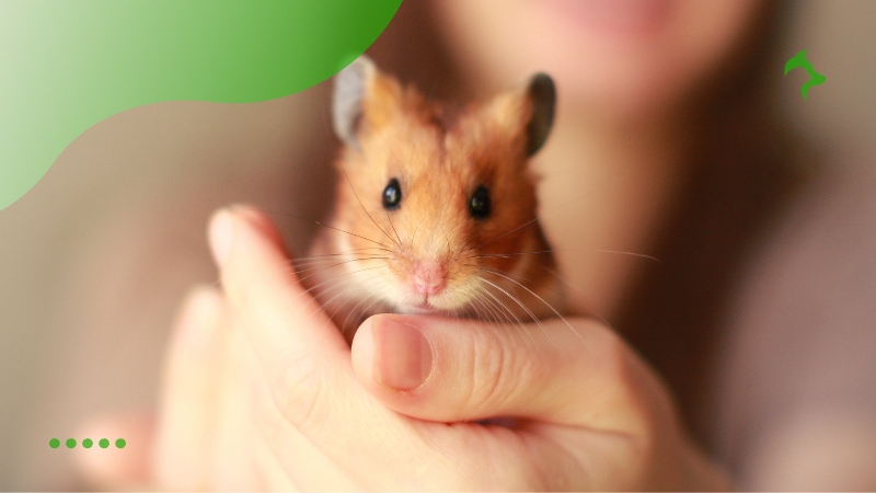 Principais Dicas e Cuidados para o Bem-Estar e Saúde do Hamster Principais Dicas e Cuidados para o Bem-Estar e Saúde do Hamster