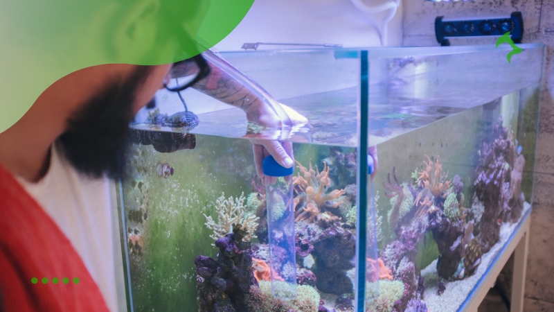 Dicas e Cuidados Essenciais para Peixes em Aquário Dicas e Cuidados Essenciais para Peixes em Aquário