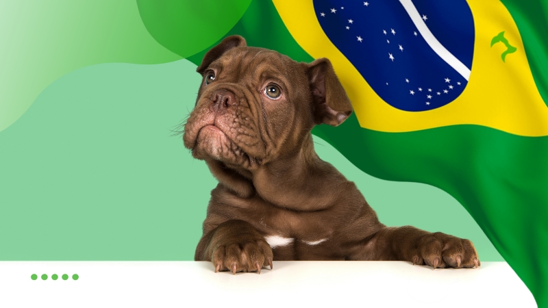 Principais Raças de Cães Mais Populares no Brasil Principais Raças de Cães Mais Populares no Brasil