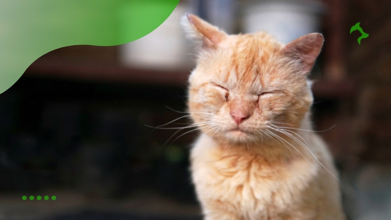Principais Sintomas de Doenças em Gatos Principais Sintomas de Doenças em Gatos