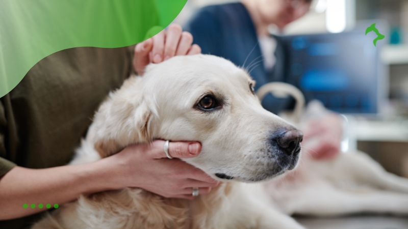 Como Tratar Pulgas em Cães e como Proteger a Saúde do Companheiro Como Tratar Pulgas em Cães e como Proteger a Saúde do Companheiro