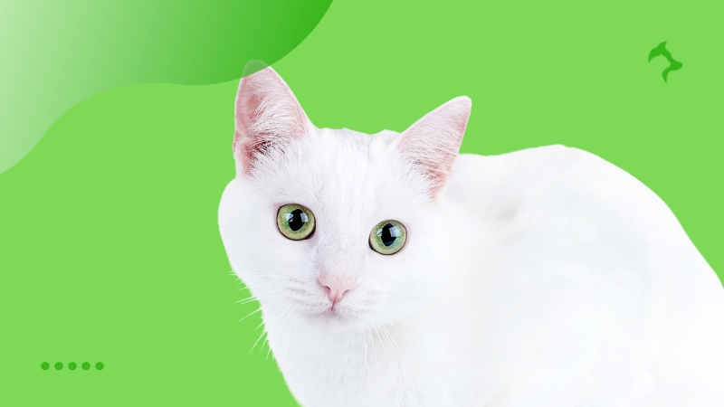 Melhores Cuidados com a Raça Gato Angorá no Dia a Dia Melhores Cuidados com a Raça Gato Angorá no Dia a Dia