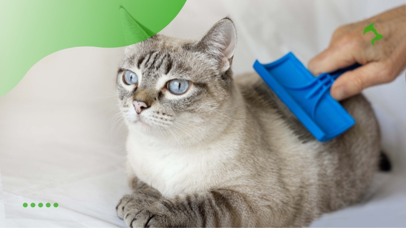 Principais Cuidados com Gatos em Casa no Dia a Dia Principais Cuidados com Gatos em Casa no Dia a Dia