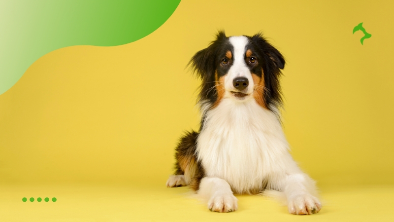 Principais Dicas Prevenção Doenças Pets Principais Dicas Prevenção Doenças Pets