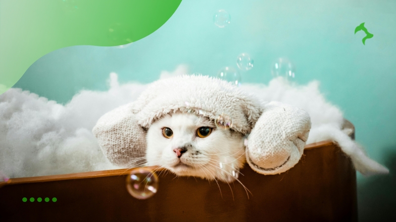Como Fazer a Higiene de Gatos Corretamente Como Fazer a Higiene de Gatos Corretamente