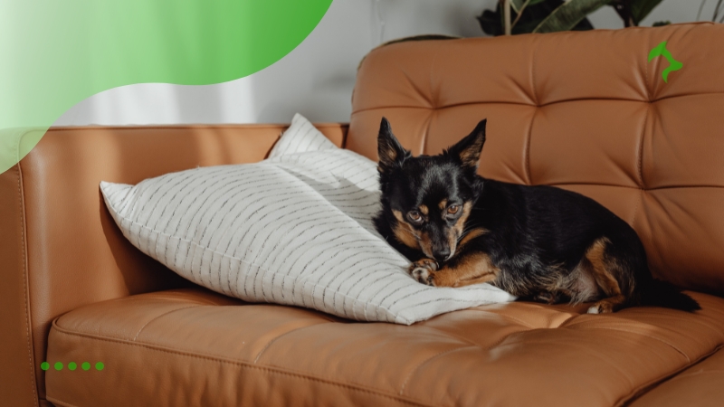 Quais São as Melhores Raças de Cães para Apartamento Quais São as Melhores Raças de Cães para Apartamento
