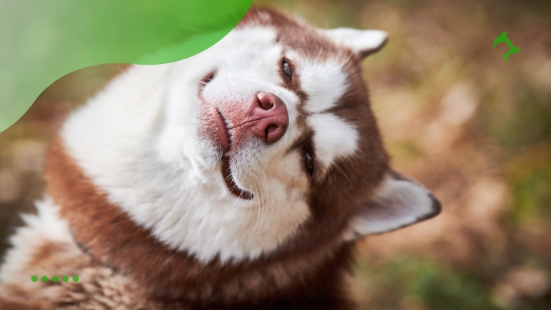 5 Raças de Cachorros Brincalhões para Conhecer no Brasil 5 Raças de Cachorros Brincalhões para Conhecer no Brasil