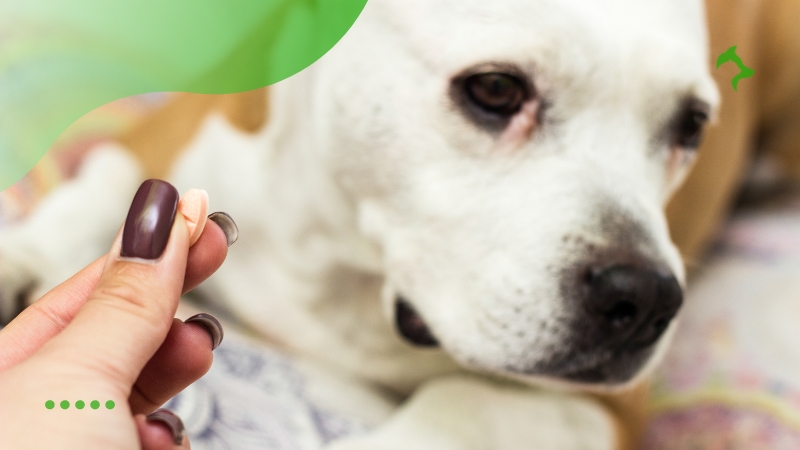 Quais São as Melhores Vitaminas para Cães Quais São as Melhores Vitaminas para Cães