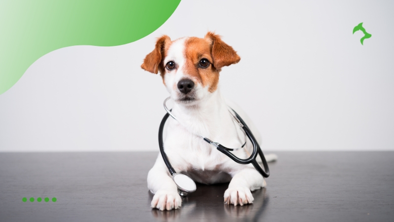 Quais São os Principais Cuidados Veterinários Preventivos para Pets Quais São os Principais Cuidados Veterinários Preventivos para Pets