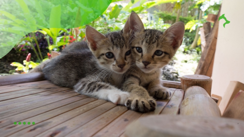 Raças de Gatos Carinhosos para Conhecer Raças de Gatos Carinhosos para Conhecer