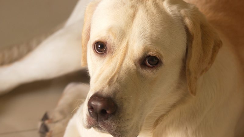 Labrador: tudo sobre a raça, temperamento e características