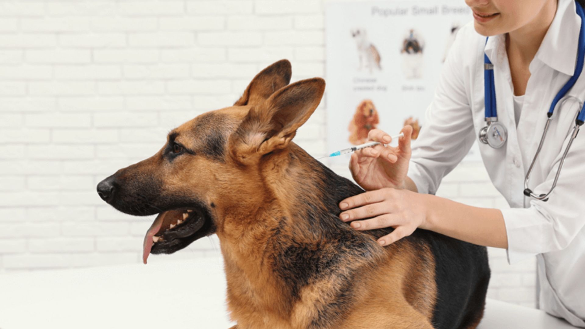 Vacinação de Pneumonia para cães