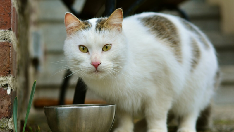 Comida natural para gatos aprenda como fazer em casa