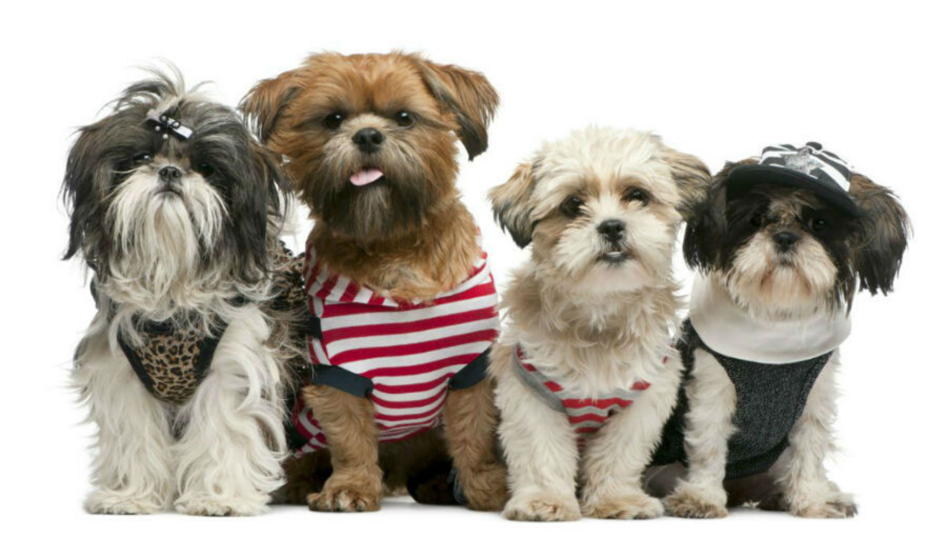 Shih Tzu e Lhasa: quais as diferenças entre as duas raças