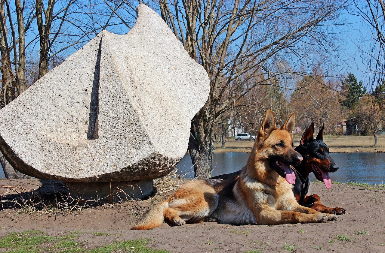 Melhores raças para cão de guarda e proteção da família