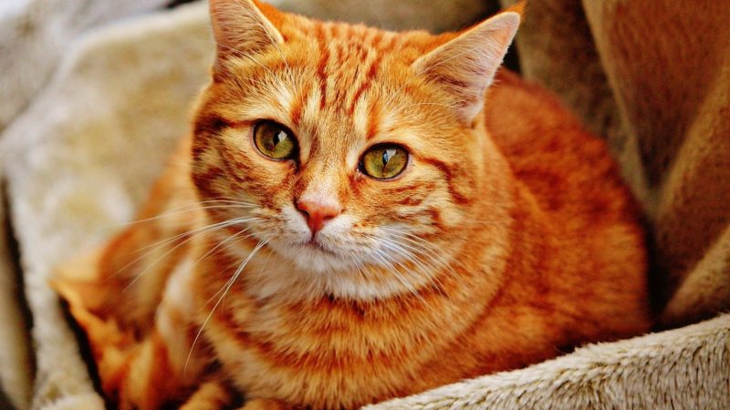 Vacinação para gatos: quais tomar e seus benefícios