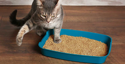 Como ensinar o gato a usar caixa de areia corretamente