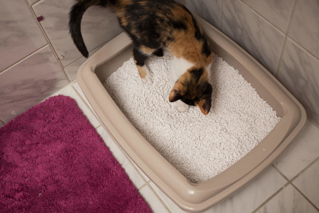 Como ensinar o gato a usar caixa de areia corretamente