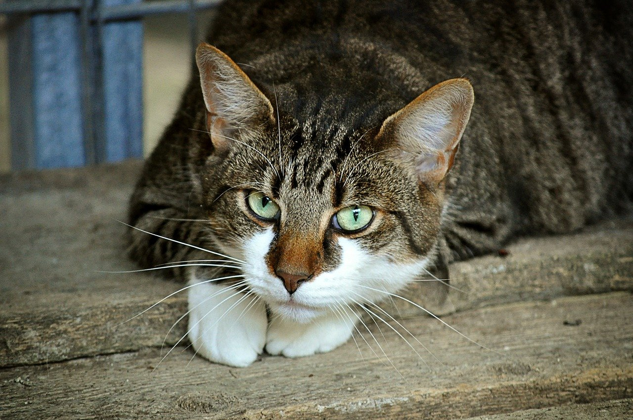 Como dar remédio para gato sem estressar seu animal