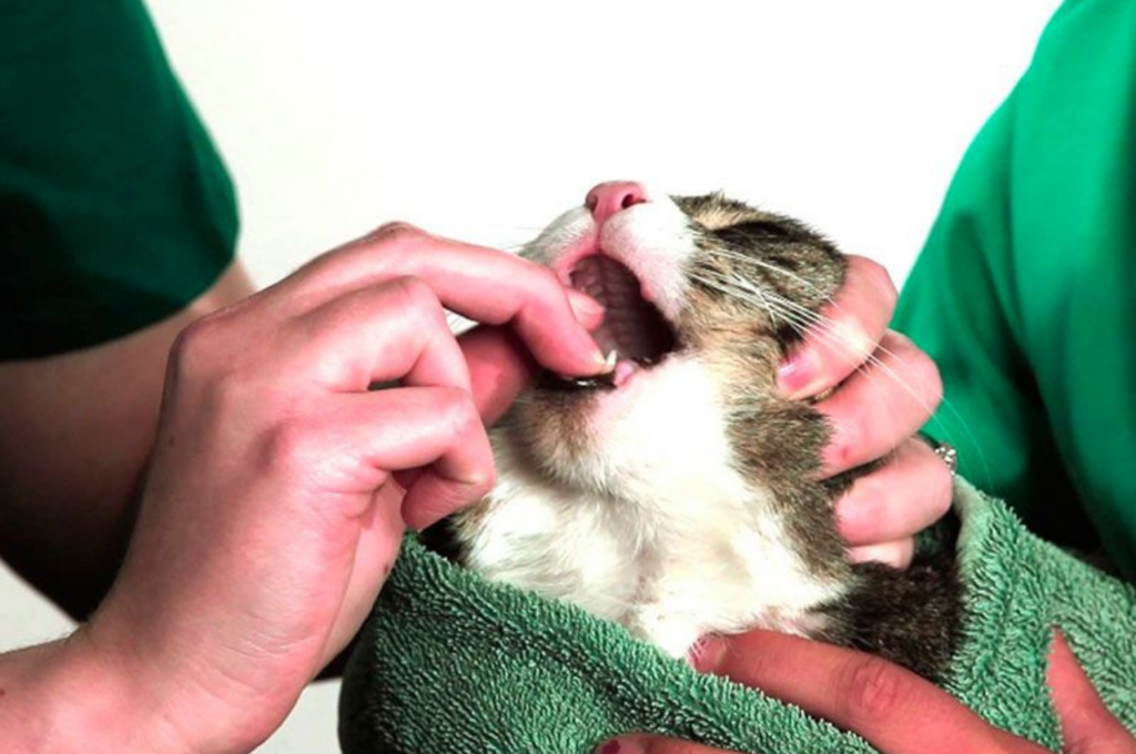 Como dar remédio para gato sem estressar seu animal, os felinos tem dificuldade em tomar remédio, veja técnicas fáceis.