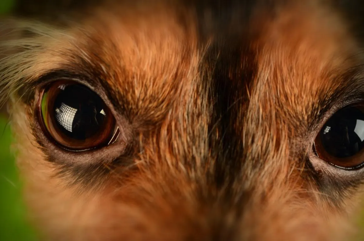 Mitos desmascarados: A visão canina revelada!