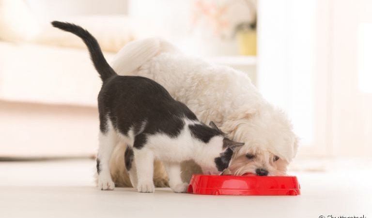 A briga das rações: Qual a dieta perfeita para o seu cãozinho?