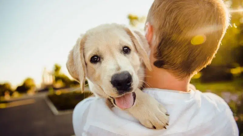 Ajude seu cãozinho a amar crianças: Dicas alegres!