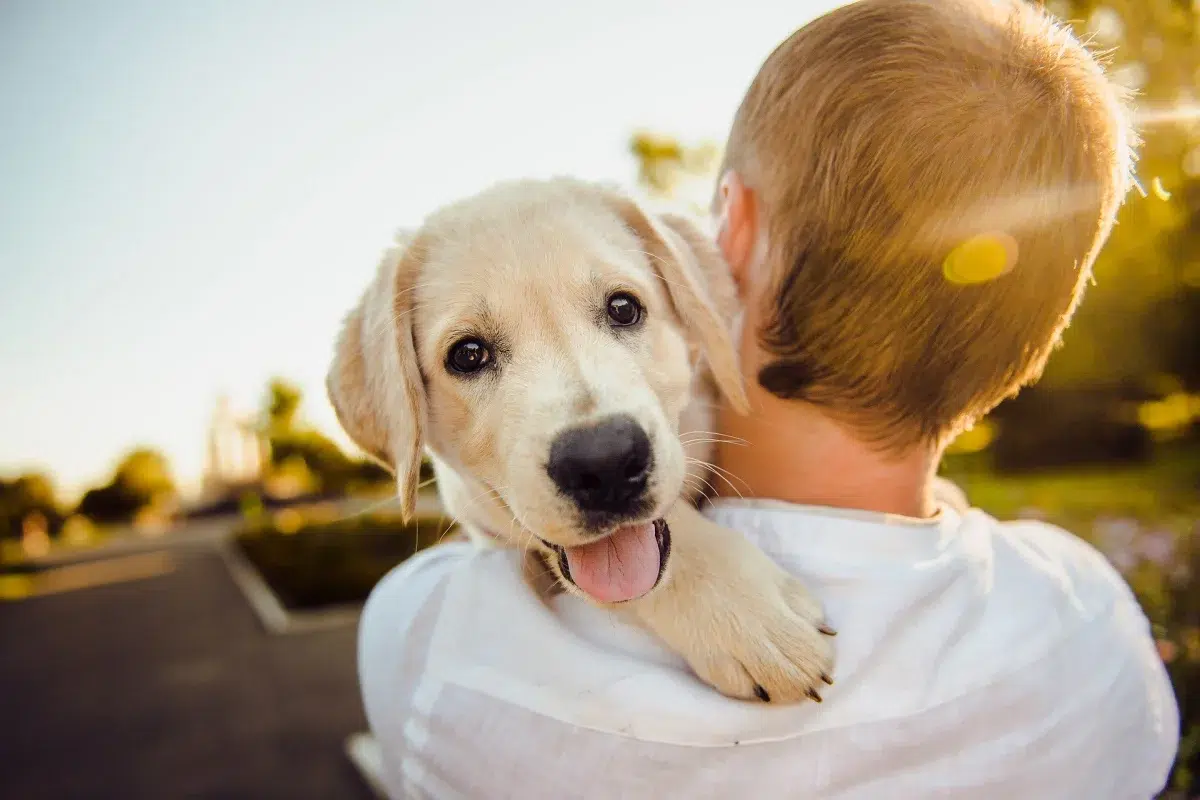 Ajude seu cãozinho a amar crianças: Dicas alegres!