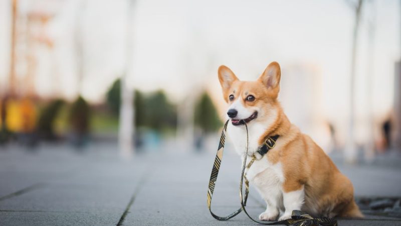 Socialize seu pet desde cedo: felicidade canina garantida!