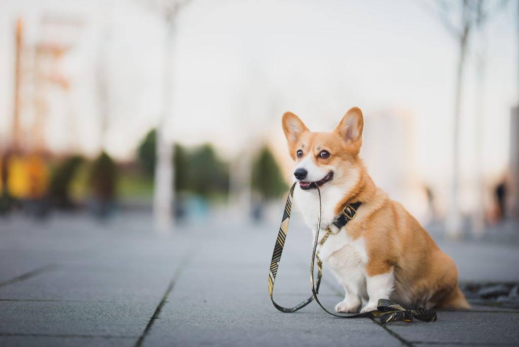 Socialize seu pet desde cedo: felicidade canina garantida!